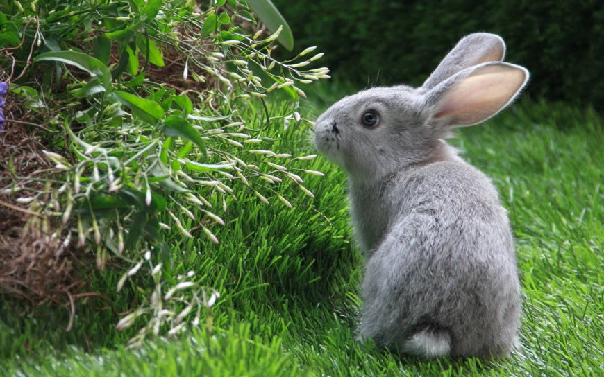 灰色兔子高清壁纸图片 1920x1200
