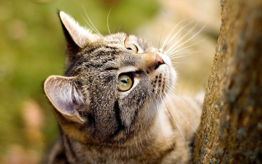 爬树的猫咪高清壁纸图片 1920x1200