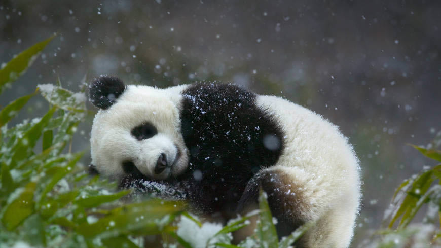 大熊猫睡觉高清壁纸图片 1366x768