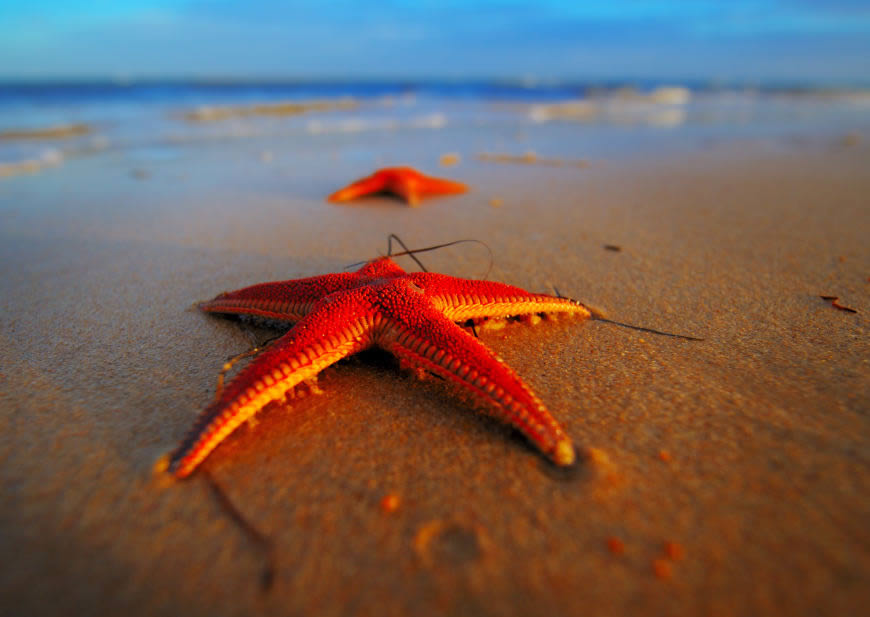 沙滩上的海星高清壁纸图片 3109x2206