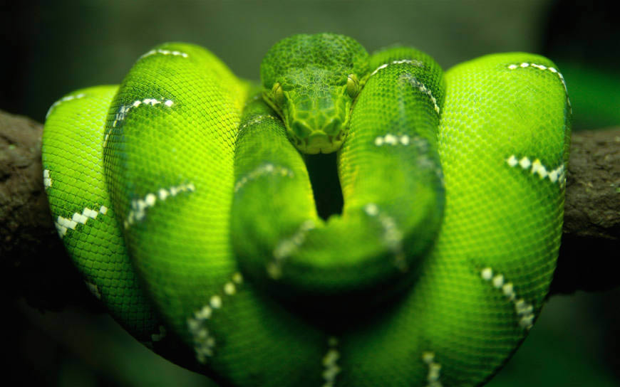 绿蛇高清壁纸图片 2560x1600