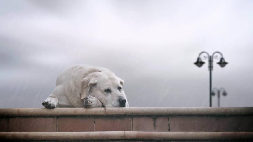 雨中忧郁的狗狗高清壁纸图片 1920x1080