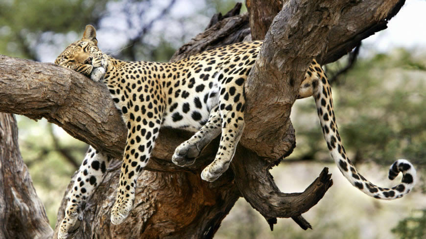 趴在树上睡觉的豹子高清壁纸图片 1920x1080