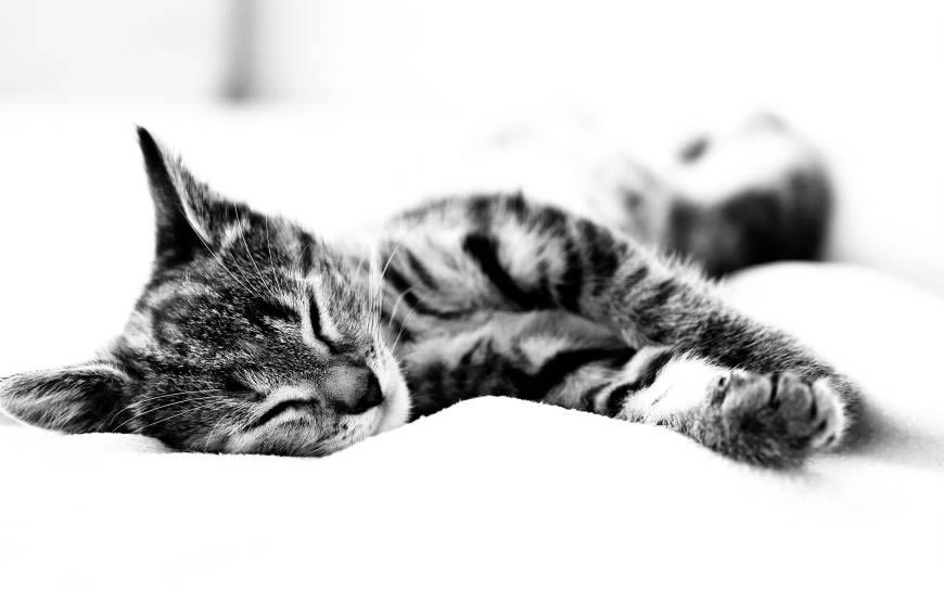 睡觉的猫咪高清壁纸图片 2560x1600