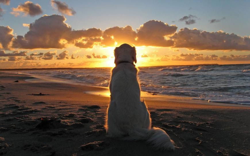 坐在海边看日落的狗狗高清壁纸图片 1920x1200