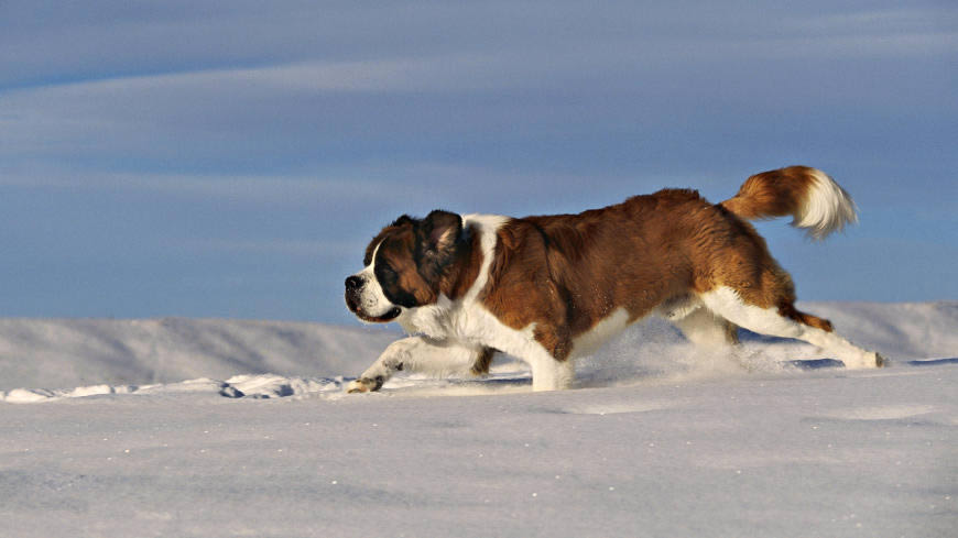 雪地里奔跑的圣伯纳犬高清壁纸图片 1920x1080