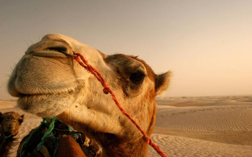 沙漠里的骆驼高清壁纸图片 2560x1600