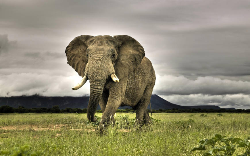 非洲草原上的大象高清壁纸图片 1920x1200