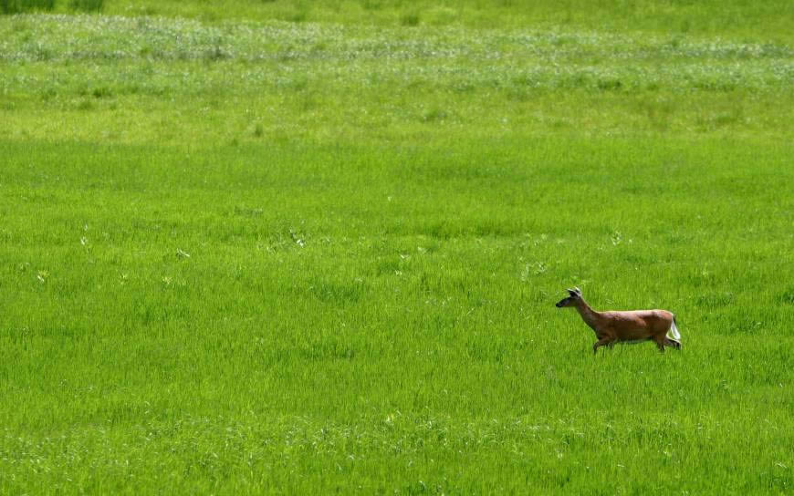 草原上奔跑的鹿高清壁纸图片 1920x1200
