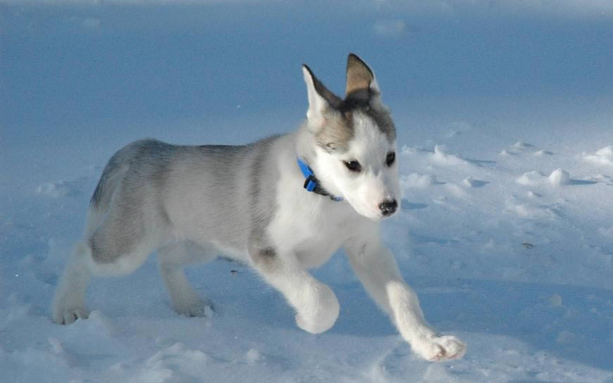 阿拉斯加雪橇犬高清壁纸图片 1920x1200