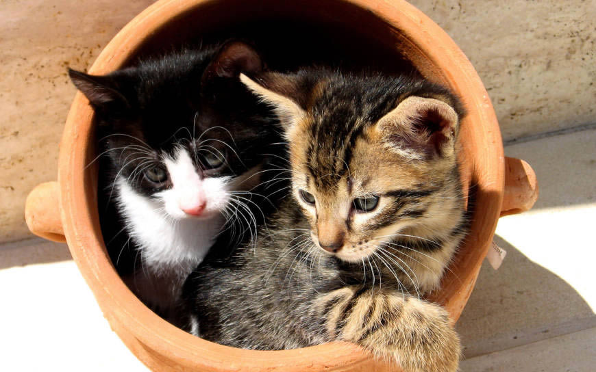 陶罐里的两只猫猫高清壁纸图片 1920x1200