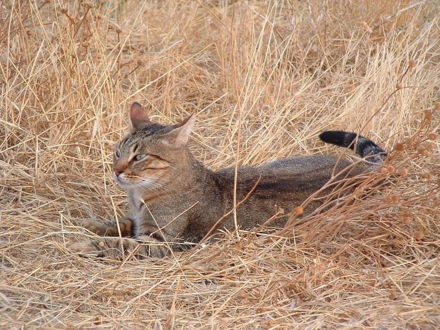 趴在草丛中的猫高清壁纸图片 1600x1200