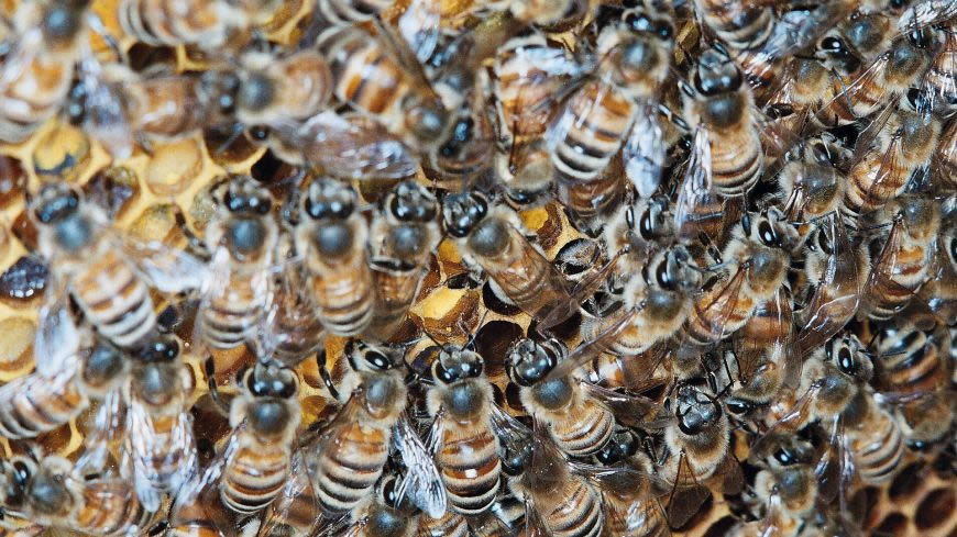 一堆蜜蜂高清壁纸图片 1920x1080
