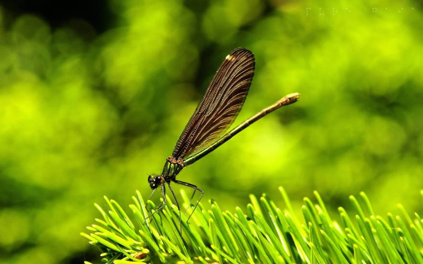 绿草上的蜻蜓高清壁纸图片 2560x1600