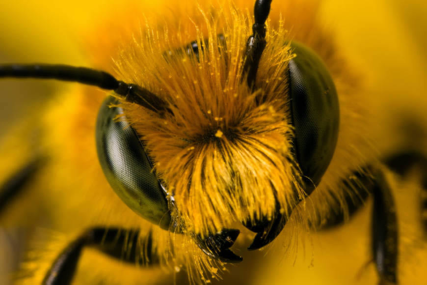 蜜蜂微距高清壁纸图片 1280x853