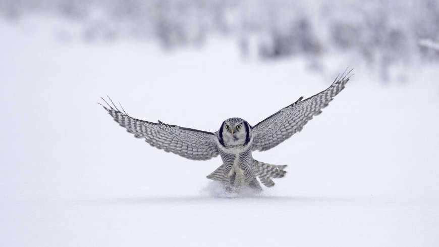 雪地上飞翔的猫头鹰高清壁纸图片 1920x1080