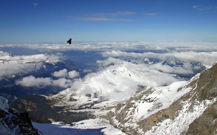 翱翔在雪山上的鸟高清壁纸图片 1920x1200