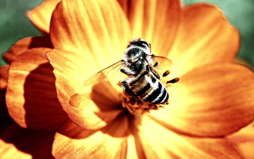 花瓣上的蜜蜂高清壁纸图片 2560x1600