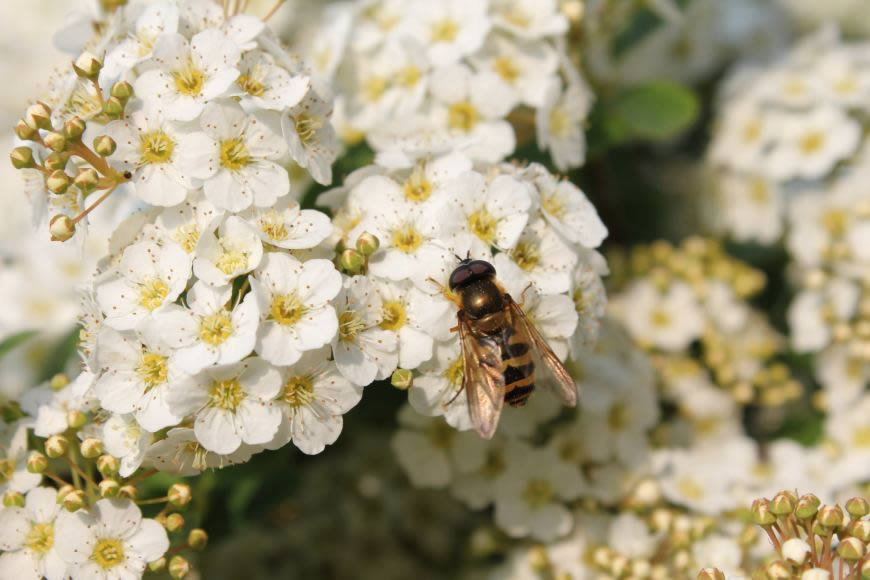 白色花朵上的蜜蜂高清壁纸图片 2592x1728