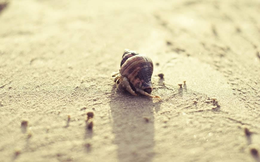 沙滩上的蜗牛高清壁纸图片 1920x1200
