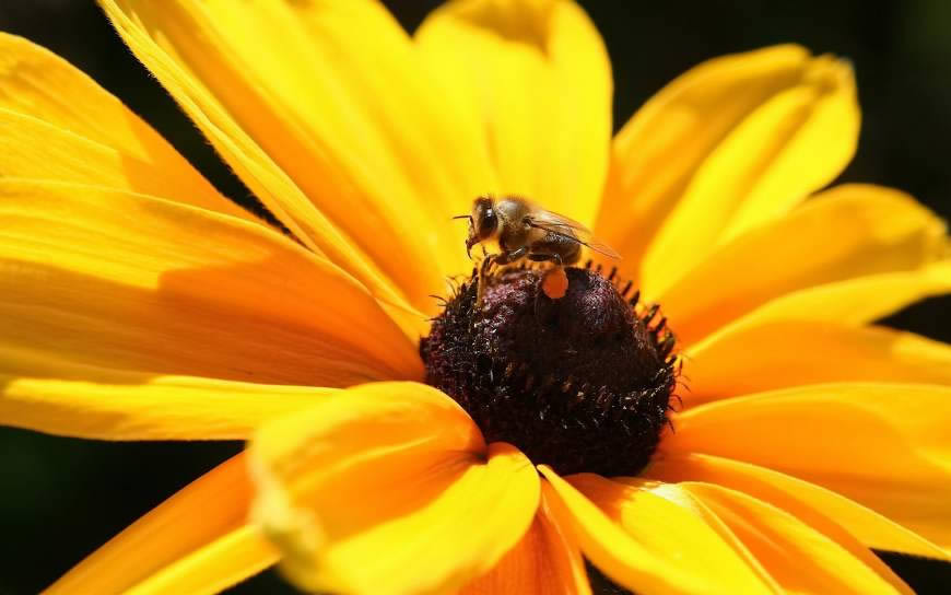 黄色花瓣 花蕊上的蜜蜂高清壁纸图片 2560x1600