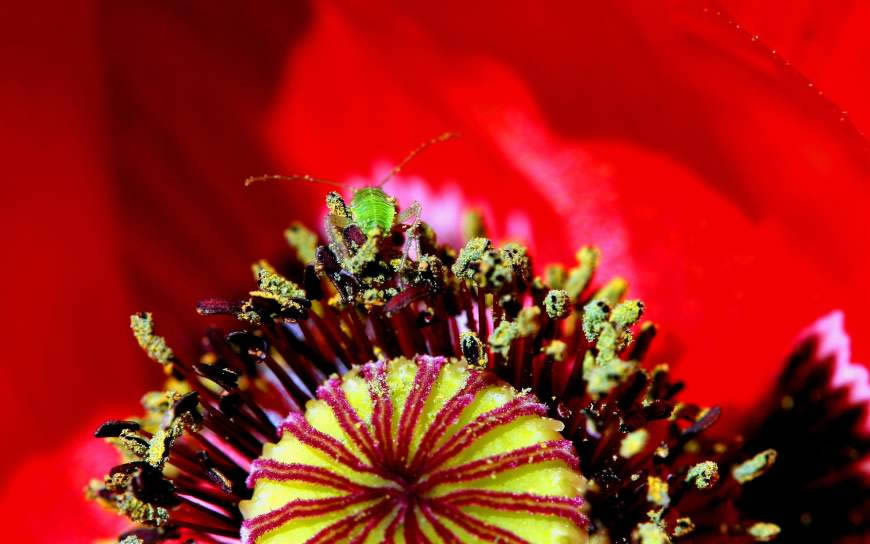 花蕊上的小甲壳虫高清壁纸图片 2560x1600