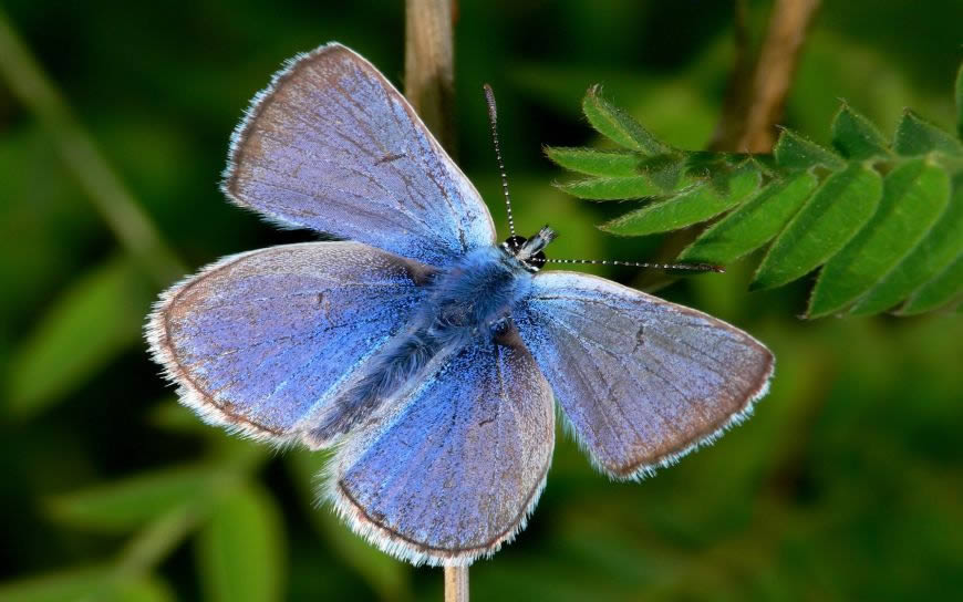 蓝色蝴蝶高清壁纸图片 2560x1600