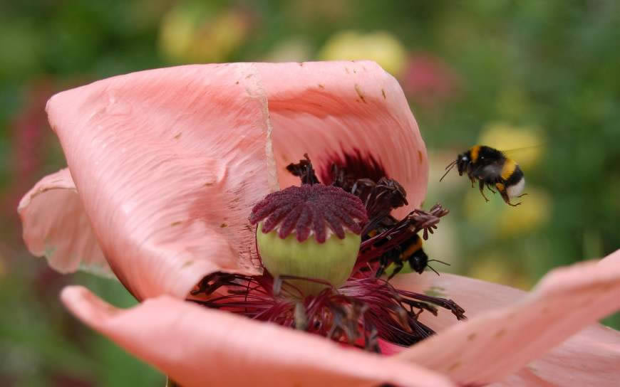 浅红色花瓣 飞舞的蜜蜂高清壁纸图片 2560x1600