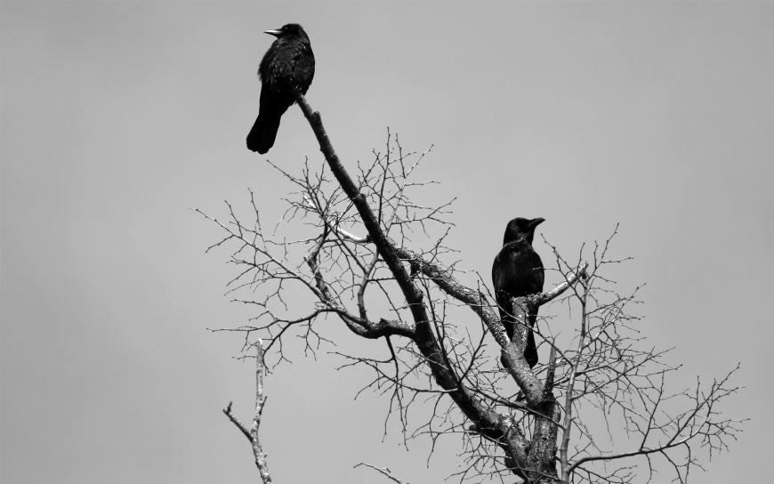 树枝上的乌鸦高清壁纸图片 1920x1200