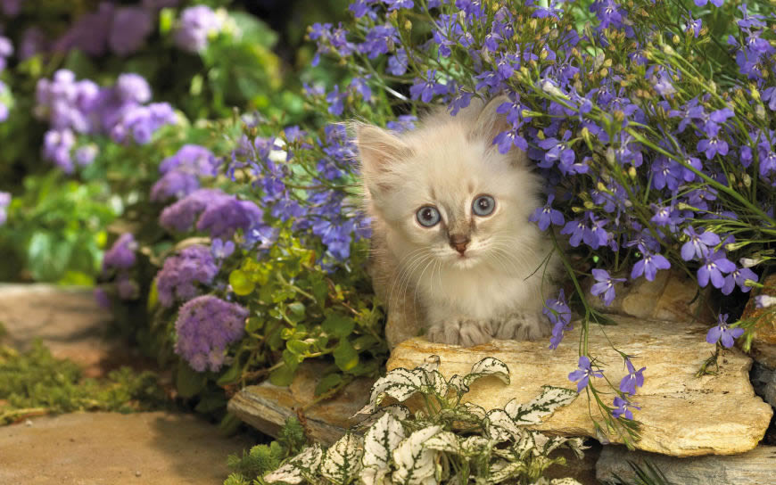 花丛里的小猫咪高清壁纸图片 1920x1200