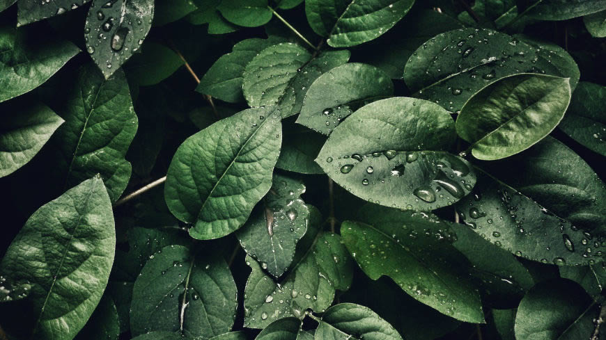 绿叶 水珠 雨滴高清壁纸图片 3840x2160