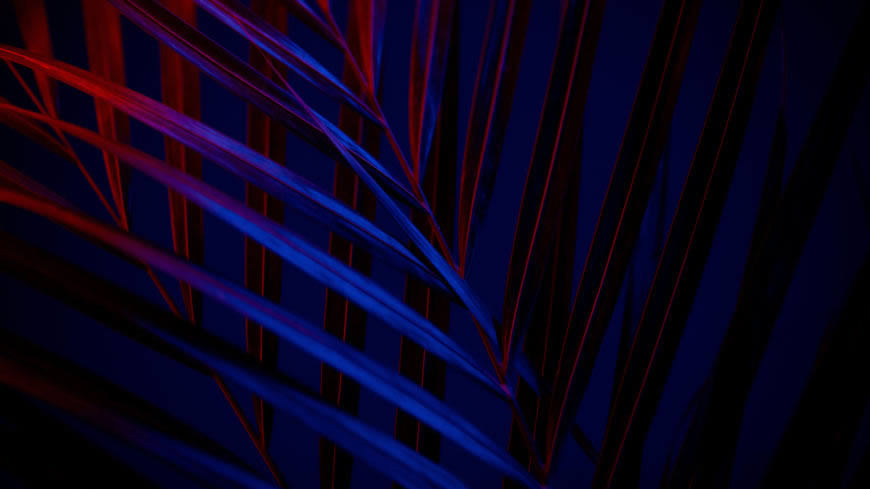 灯光下的植物叶子高清壁纸图片 5120x2880
