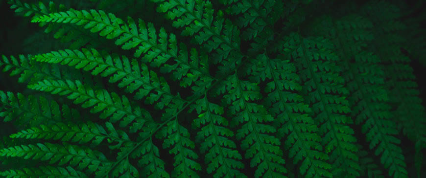 绿色蕨叶高清壁纸图片 3440x1440