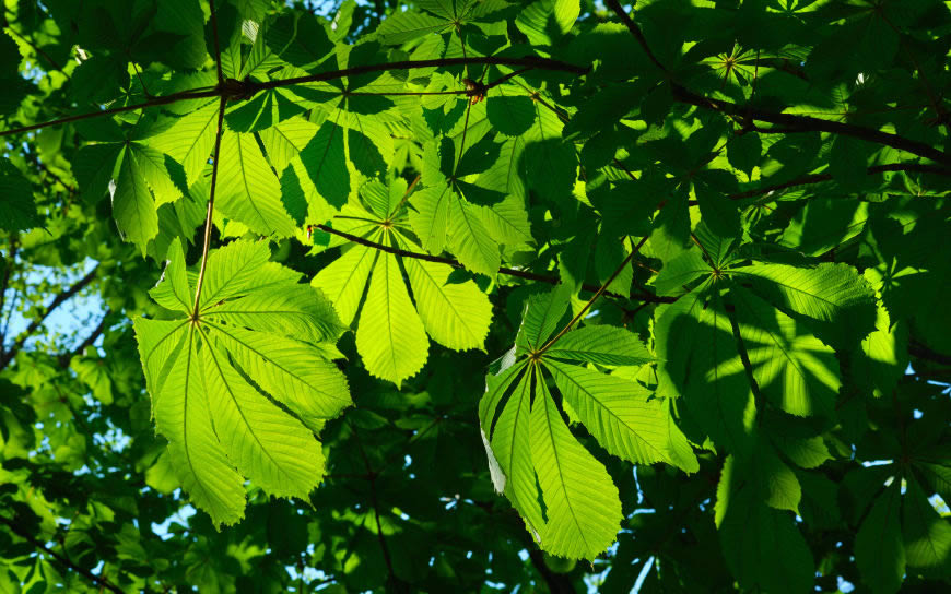 茂密的绿色栗树枝叶高清壁纸图片 3840x2400