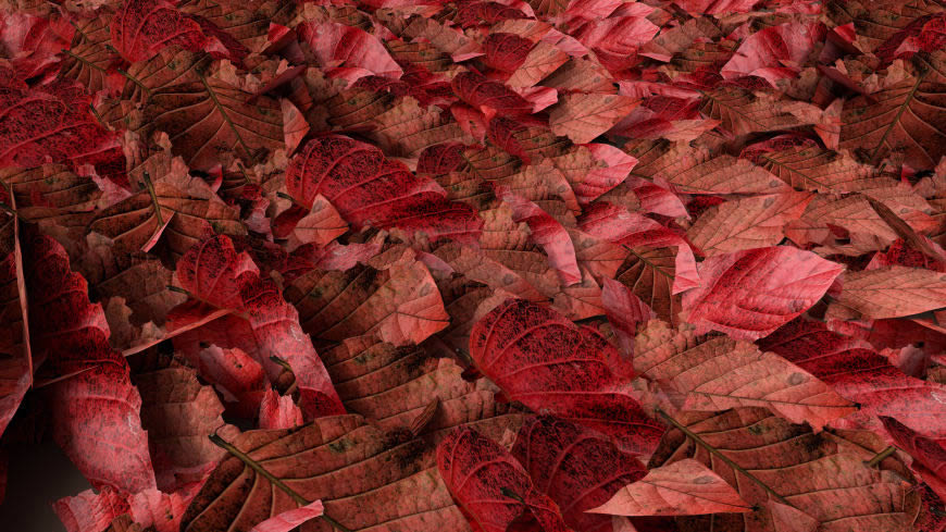 秋天红色落叶高清壁纸图片 3840x2160