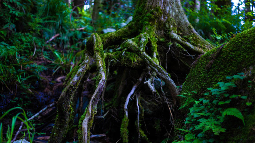 老树 树根 苔藓高清壁纸图片 5120x2880