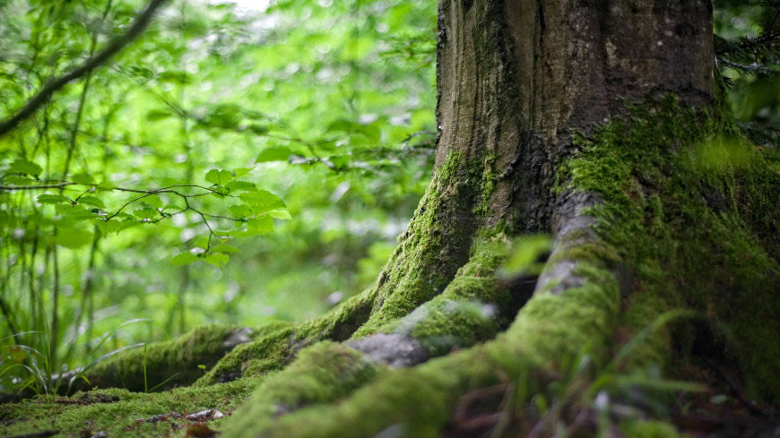 树木 大树 苔藓高清壁纸图片 2560x1440