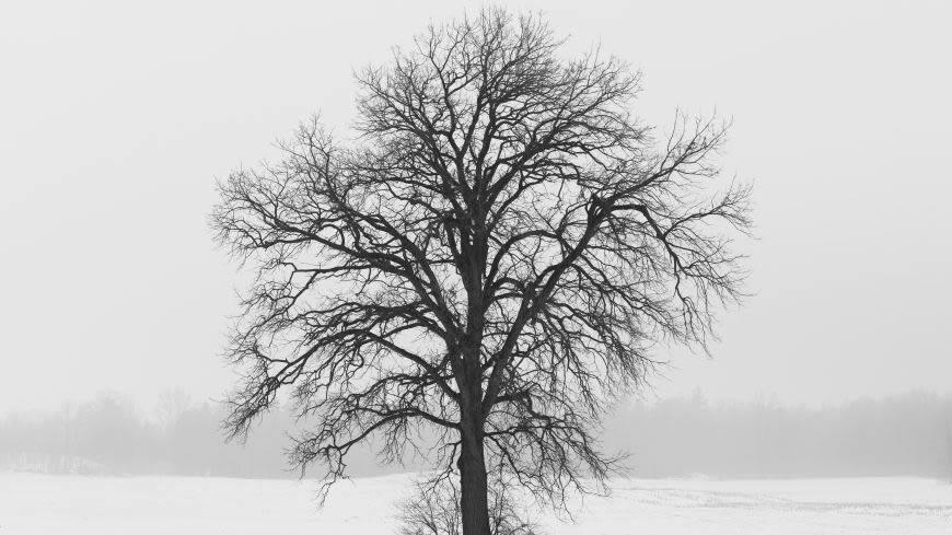 冬天的枯树高清壁纸图片 3840x2160