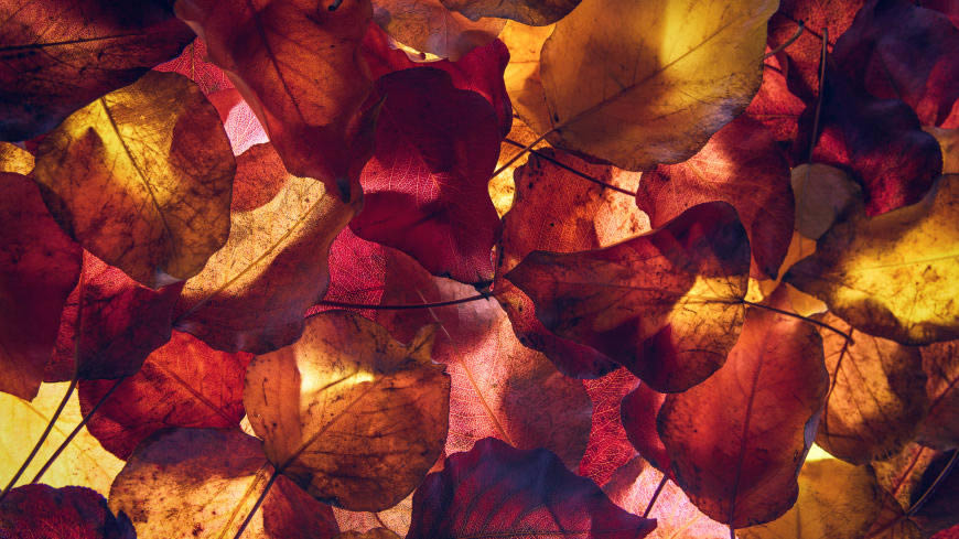 秋天的黄树叶高清壁纸图片 7680x4320