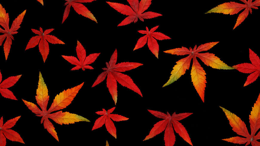 秋天树叶高清壁纸图片 3840x2160