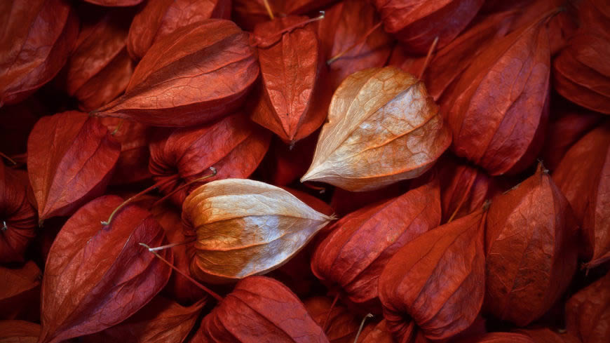 红色植物叶子高清壁纸图片 2560x1440