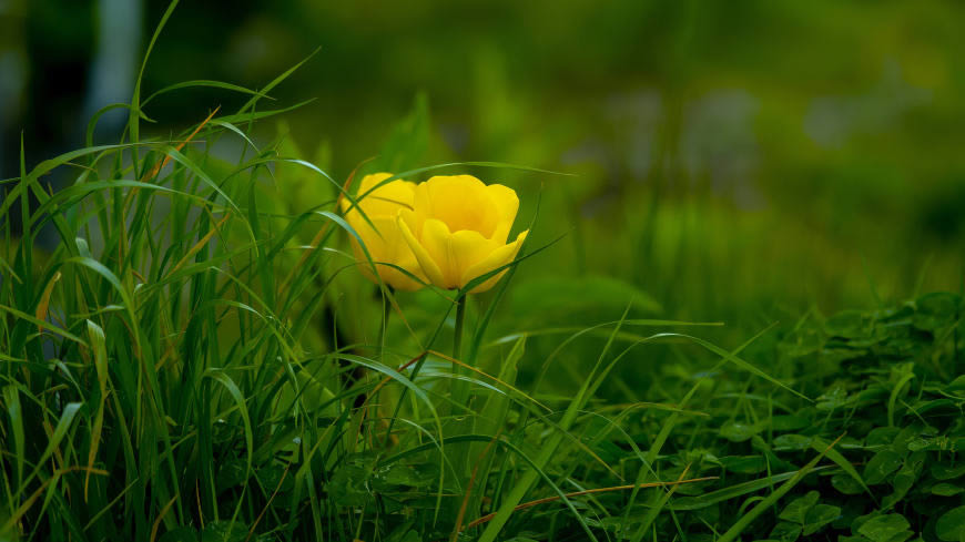 绿草中的黄色花朵高清壁纸图片 3840x2160