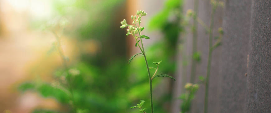 墙边的绿色植物高清壁纸图片 3440x1440