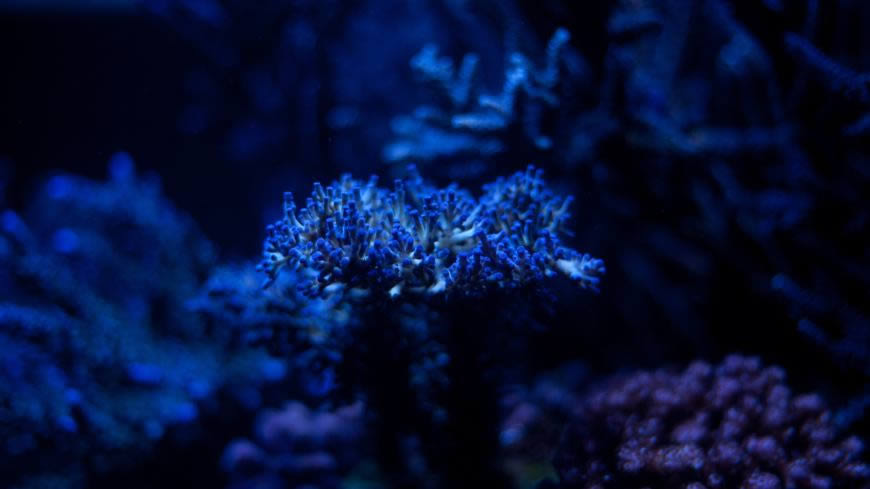 水下蓝色藻类植物高清壁纸图片 2560x1440