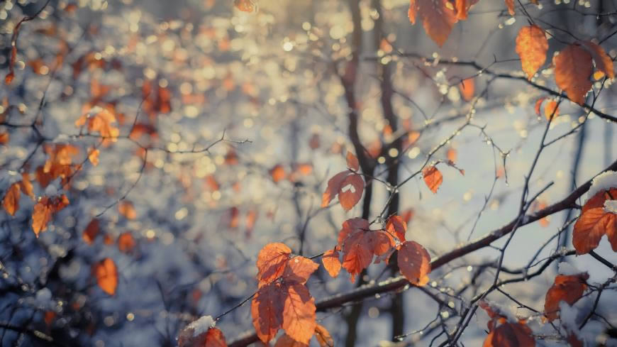 秋天的黄树叶高清壁纸图片 2560x1440