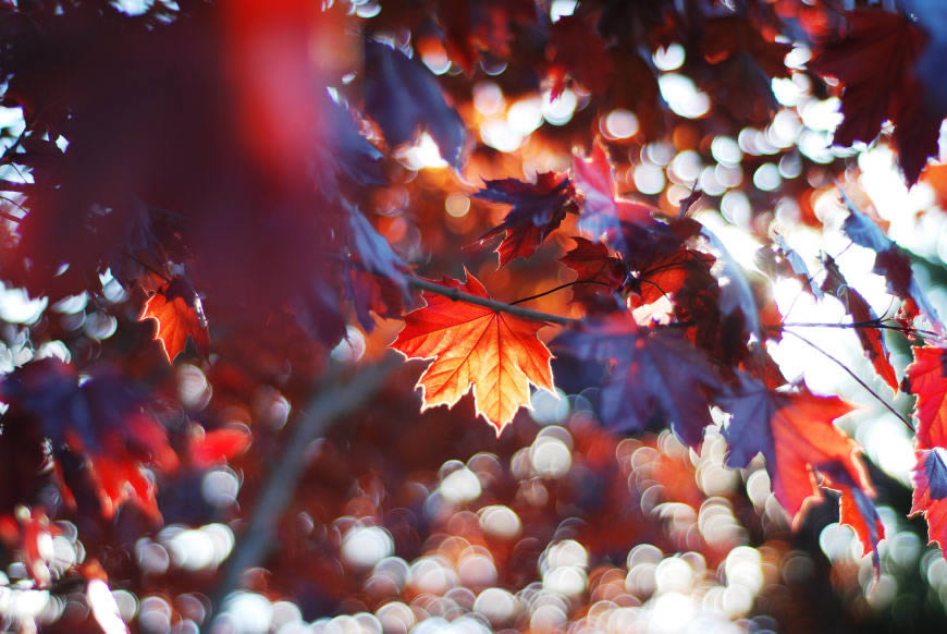 秋天的红枫叶高清壁纸图片 1920x1200