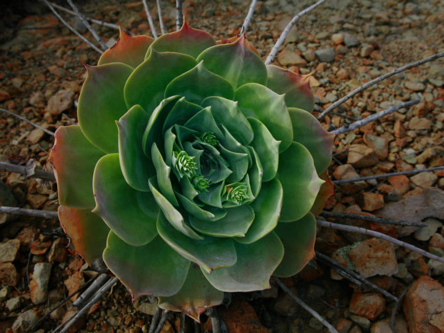 多肉植物高清壁纸图片 1600x1200