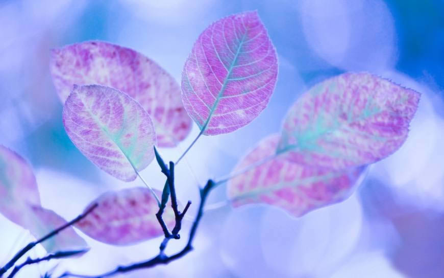 紫色叶子高清壁纸图片 1440x900