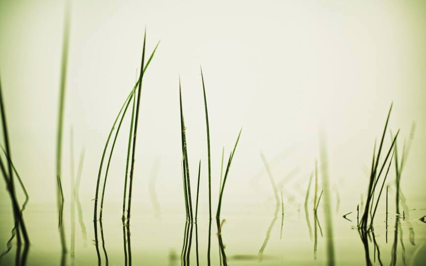 水中的绿草高清壁纸图片 1680x1050