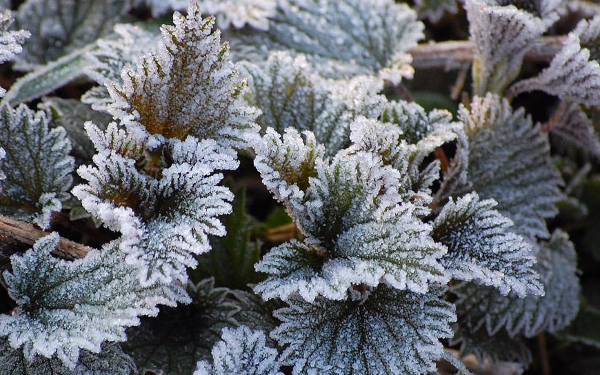 冬天植物上的冰晶高清壁纸图片 2560x1600